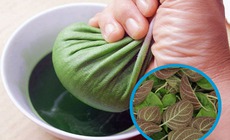 9 bài thuốc từ lá mơ lông (mơ tam thể)