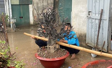 Hết Tết, đào đồng loạt 'lên sàn' thanh lý, nhà vườn tất bật thu mua