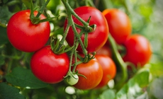 Người tăng huyết áp nên ăn cà chua sống hay nấu chín?