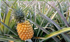 9 bài thuốc chữa bệnh từ quả dứa