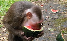 Video: Động vật quý hiếm thích thú ăn món ‘khoái khẩu’ sớm hồi phục sức khỏe