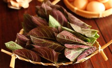 Tác dụng của lá mơ lông với sức khỏe xương khớp