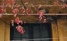 Miền Bắc mưa rải rác buổi sáng, hửng nắng vào trưa chiều