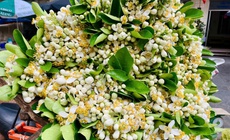 Hoa bưởi xuống phố ngày Rằm tháng Giêng