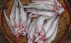 5 nhóm người không nên ăn cá khoai