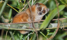 Video: Kỳ thú khoảnh khắc thả động vật quý hiếm về rừng