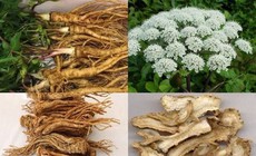 3 bài thuốc sắc trị mụn trứng cá