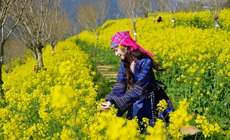 Sa Pa: 8/3 này, lên Fansipan 'săn' mây, ngắm hoa và xem show 'Đỉnh thiêng du ký'