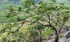 Cơn sốt cây Muội Hồng: Từ loài cây trên vách đá đến thú chơi ở bàn trà