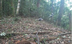 Những loài động vật quý hiếm vừa ghi nhận qua bẫy ảnh ở Bạch Mã