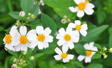 Tác dụng bất ngờ của loài hoa mọc dại ven đường