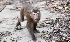 Ở nơi có nhiều loài cây trong Sách Đỏ và dễ gặp động vật quý hiếm