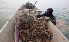 Nghề 'săn' đặc sản dưới đáy sông Nhật Lệ