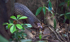 Thả 9 cá thể tê tê quý hiếm về Vườn Quốc gia Cúc Phương và Bạch Mã