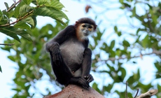 Ngắm các loài động, thực vật quý hiếm tại 2 Vườn Quốc gia ở Khánh Hoà