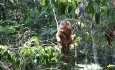 Nhiều động vật quý hiếm được thả về đại ngàn Đắk Lắk chỉ trong một ngày