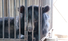 Giải cứu 2 cá thể gấu bị nuôi nhốt nhiều năm về 'nhà mới' ở Bạch Mã