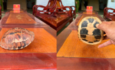 Phát hiện động vật quý hiếm bò giữa đường, nhóm học sinh giao nộp cơ quan chức năng