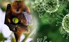 Trung Quốc ban hành hướng dẫn về virus Nipah