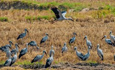 Cò nhạn quý hiếm xuất hiện ở nhiều địa phương, người dân nên làm gì?