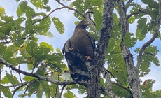 Hình ảnh ấn tượng về động vật quý hiếm khi được thả về rừng