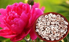 Mẫu đơn bì, vị thuốc điều hòa kinh nguyệt, giảm đau bụng kinh