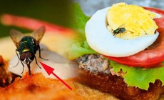 Cơ sở kinh doanh thực phẩm có ruồi, gián... có thể bị phạt đến 6 triệu đồng