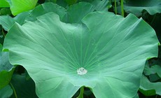 6 vị thuốc giúp hóa đàm, hỗ trợ kiểm soát mỡ máu
