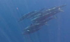 Hiếm gặp: Đàn cá voi gần 100 con bơi lượn quanh ca nô ở đảo Phú Quý