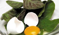 Cách dùng lá mơ lông giải độc cơ thể