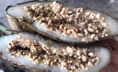 'Thủ phạm' gây dị ứng trong món bánh trứng kiến độc đáo?