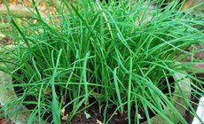 Cách dùng lá hẹ giải độc cơ thể và bảo vệ gan