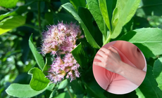 Tác dụng chữa đau nhức xương khớp của cúc tần