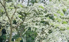 Sống chậm trong không gian xanh ở Vườn thực vật Hà Nội