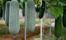 Bí xanh ngon, bổ dưỡng nhưng 4 nhóm người nên tránh