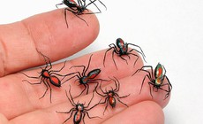 Nhận biết vết côn trùng cắn, đốt và cách xử trí đúng để tránh biến chứng nguy hiểm