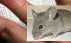 Chuột cắn gây nguy hiểm gì, cách nhận biết và xử trí đúng