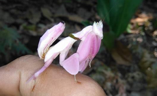 Xuất hiện động vật đẹp như hoa trên núi nổi tiếng ở Khánh Hòa