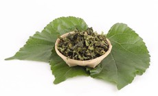 Loại lá quen thuộc nuôi tằm lại là vị thuốc quý giúp dưỡng phế, giảm ho