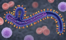 Ebola - tình trạng khẩn cấp mà WHO vừa công bố có lây qua quan hệ tình dục không?