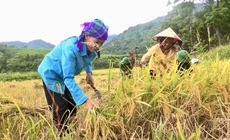 Video: Đồng bào Chứt vùng biên viễn thu hoạch những bông lúa vàng trĩu hạt