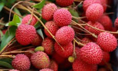 4 nhóm người không nên ăn nhiều quả vải
