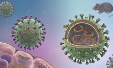 Cảnh giác nguy cơ nhiễm virus Hanta từ thực phẩm bị chuột xâm nhập