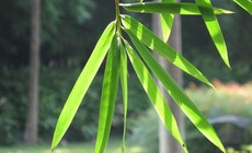 Tác dụng chữa bệnh của lá tre