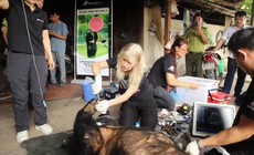 Chuyển giao 3 cá thể gấu quý hiếm bị nuôi nhốt nhiều năm về trung tâm cứu hộ