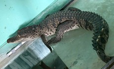 Cá sấu dài gần 1m 'đi lạc' vào nhà dân ở Huế