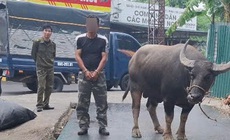 Bắt thanh niên dắt trộm 1 con trâu ba con nghé lên xe tải để trộm cắp