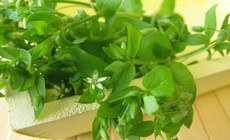 Tiềm năng làm đẹp từ rau xương cá