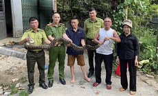 Khống chế và giao nộp cá thể trăn hoang dã cho cơ quan chức năng
