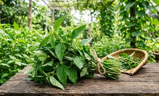 5 lợi ích của rau đay đối với sức khỏe